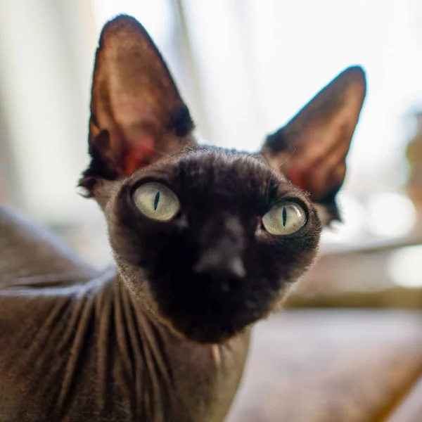 Gato Bonito Com Olhos Brancos — Fotografia de Stock