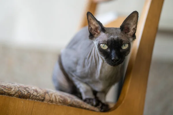 Lindo Gato Silla Madera —  Fotos de Stock