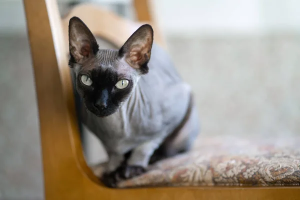 Carino Gatto Sulla Sedia Legno — Foto Stock