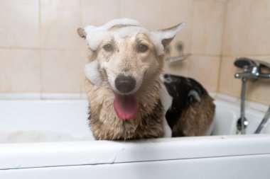 Penza 'daki köpek çobanı banyo yapıyor. Mutlu bir köpeğin portresi..