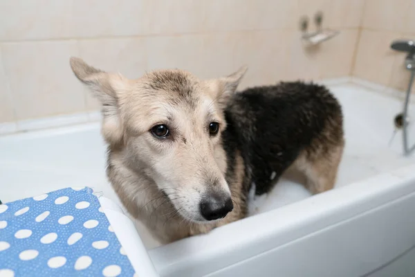 Cão Casa Banho Shepherd Cão Está Banho Branco — Fotografia de Stock