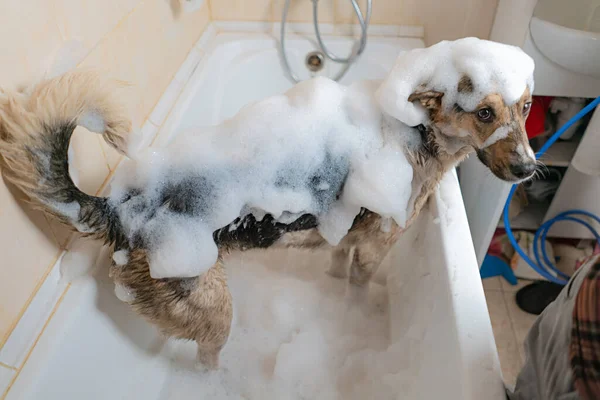 Cão Está Sentado Banheiro Tudo Espuma Branca Lave Cães Depois — Fotografia de Stock