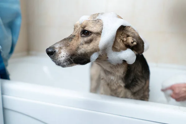 Cão Está Sentado Banheiro Tudo Espuma Branca Lave Cães Depois — Fotografia de Stock