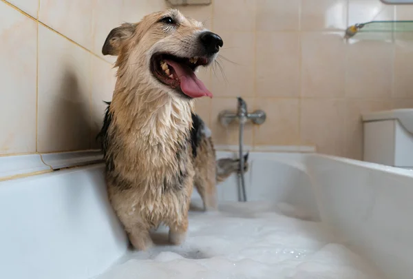 Cão Feliz Uma Banheira Cheia Água Espuma — Fotografia de Stock