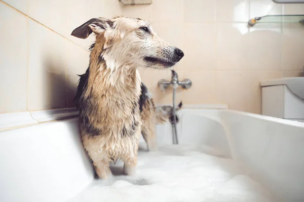 Cão Uma Banheira Cheia Água Espuma — Fotografia de Stock
