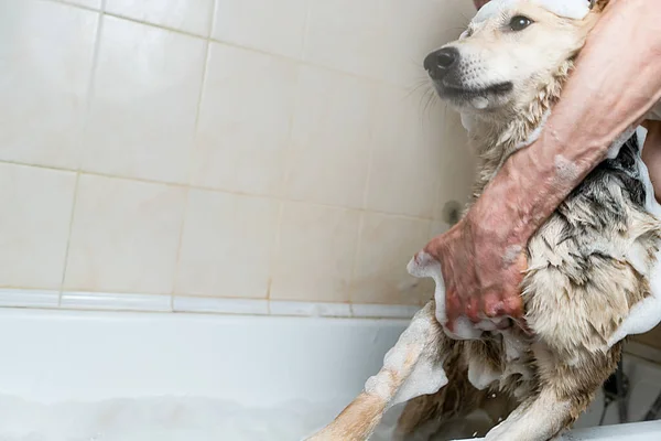 Dono Arrasta Cachorro Safado Para Banho Para Tomar Banho Lavagem — Fotografia de Stock