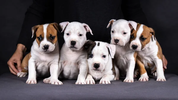 Amerikan Stadyumu teriyerinin portresi.