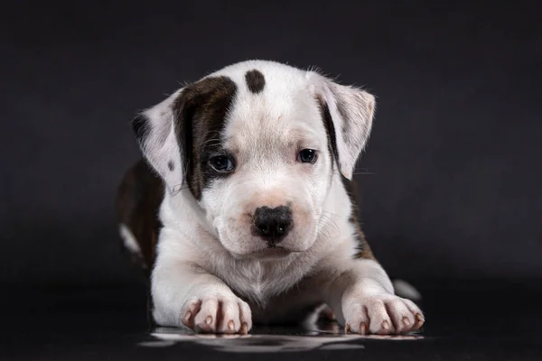 アメリカのスタッフォードシャー・テリア子犬の肖像画 — ストック写真