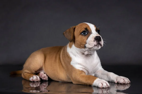 Americano staffordshire terrier cachorro retrato — Foto de Stock