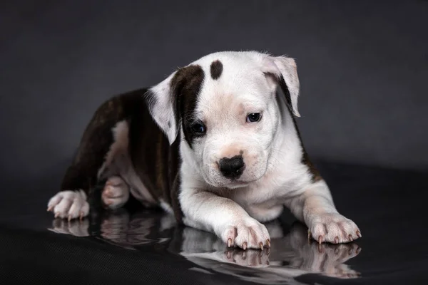 Americano staffordshire terrier cucciolo ritratto — Foto Stock