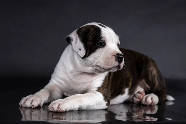 Amerikan personeli Terrier köpek portresi. — Stok fotoğraf