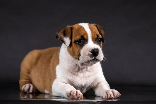 Americano staffordshire terrier cachorro retrato — Fotografia de Stock