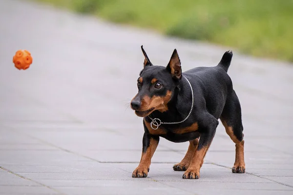 Cagnolino che gioca con una palla — Foto Stock