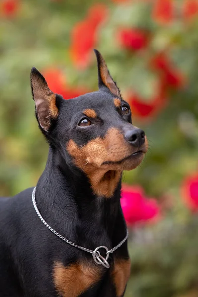 Portrait of an adorable little dog, pinscher breed — Foto Stock