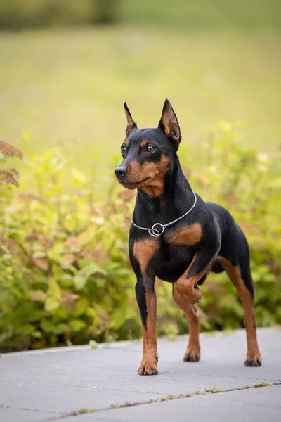 Portrait of an adorable little dog, pinscher breed — Stockfoto