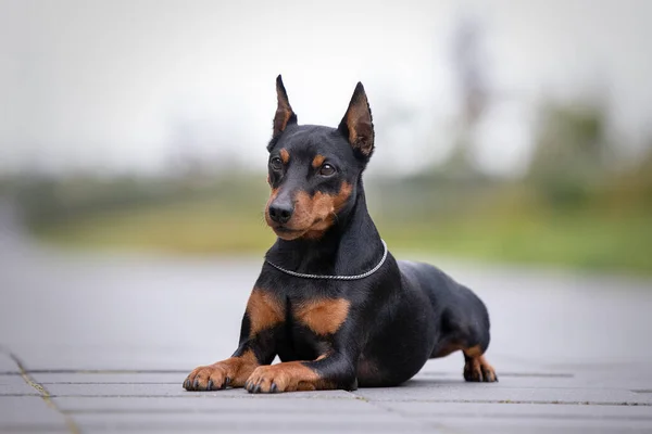 Portrait of an adorable little dog, pinscher breed Imágenes de stock libres de derechos