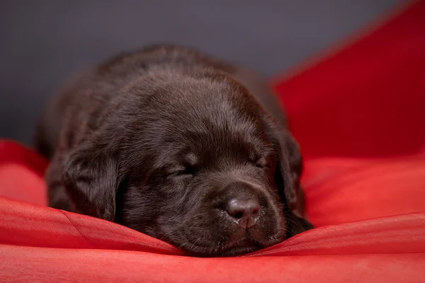 Portré egy aranyos csokoládé labrador kiskutya, kutya a stúdióban. — Stock Fotó