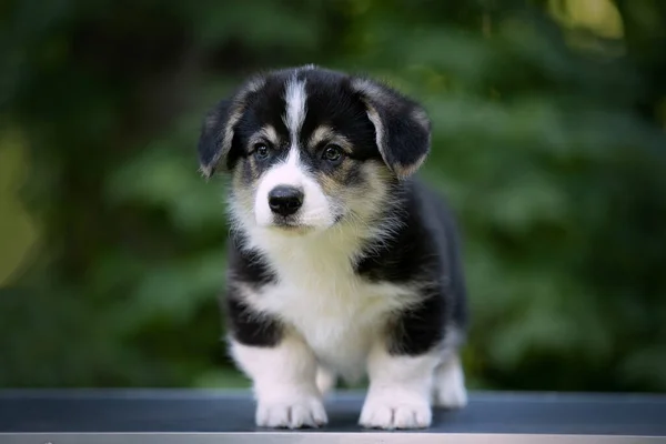 Porträt eines niedlichen Corgi-Welpen im Sommer auf der Straße — Stockfoto