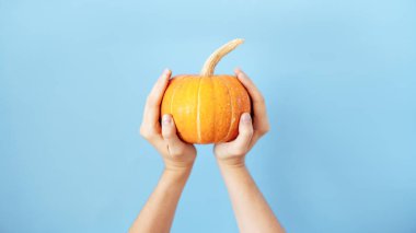 Bir kızın elinde küçük bir balkabağı. mavi arkaplanda