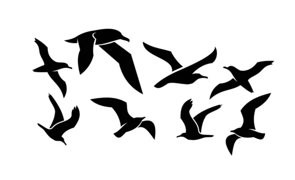 Sada Kolekce Racek Pták Silueta Černé Logo Ikona Design Izolované — Stockový vektor