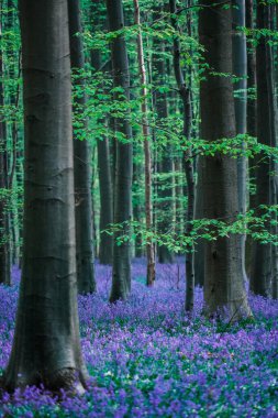 Belçika 'daki güzel mavi orman Hallerbos