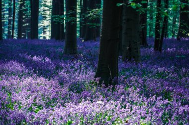 Belçika 'daki güzel mavi orman Hallerbos
