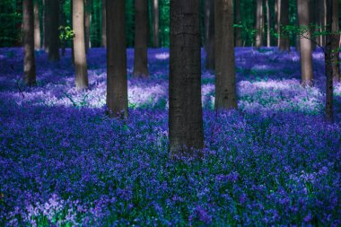 Belçika 'daki güzel mavi orman Hallerbos