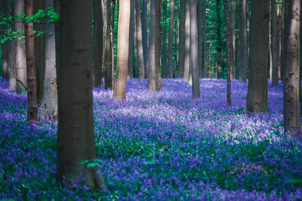 Όμορφη Μπλε Δάσος Hallerbos Στο Βέλγιο — Φωτογραφία Αρχείου