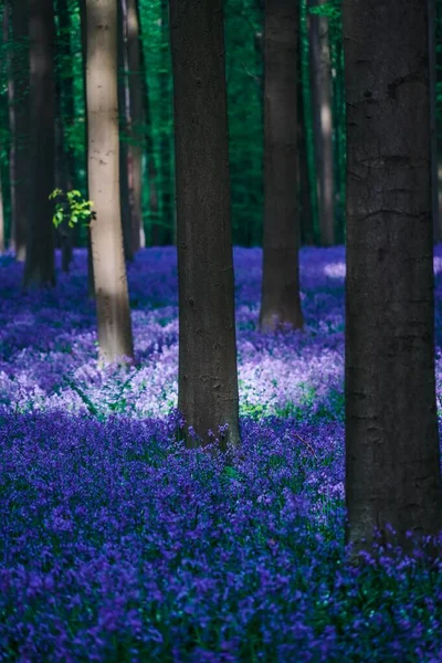 比利时美丽的蓝色森林Hallerbos — 图库照片