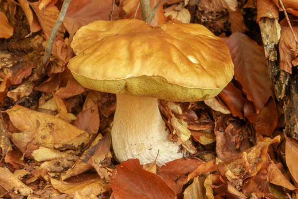 White mushroom in the forest. A mushroom with a brown cap.Boletus. Mushroom.
