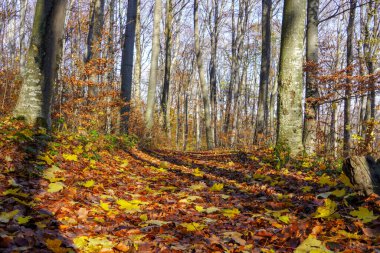 Sonbahar orman yolu düşmüş yapraklarla kaplı.