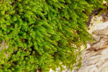 Kalın yeşil yosun ağaç gövdesine yerleşmiş. Ağaç gövdesindeki orman.