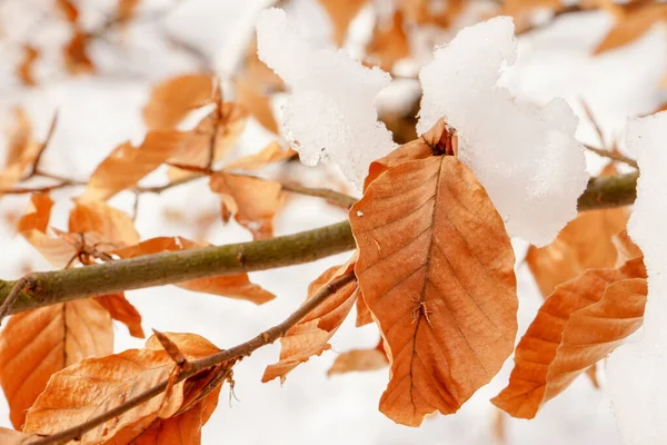 Změny Počasí Raný Sníh Podzim Žluté Listy Jsou Zamrzlé Pokryté — Stock fotografie