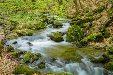 Dağ nehri yeşil ormandan akıyor.