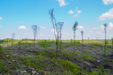 Orman üstüne ağaç gövdeleri.