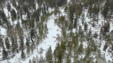 AERİAL WS Dağ Ormanı karla kaplı