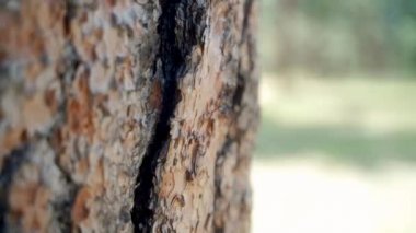 İşlemci, ağaç kabuğunu kapat