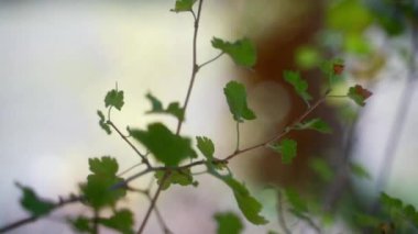 İşlemci Dal üzerindeki yaprakları kapat