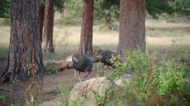 Ağaçlar arasında iki vinç görüntüsü