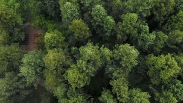 Aerial Cúpulas Árboles Bosque Denso — Vídeo de stock