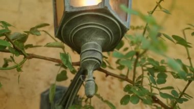 CU LA Duvardaki feneri çevreleyen sürüngen tesisi