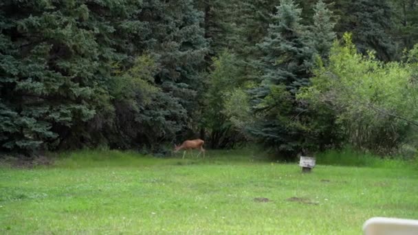 Ts鹿群在森林边缘放牧 — 图库视频影像