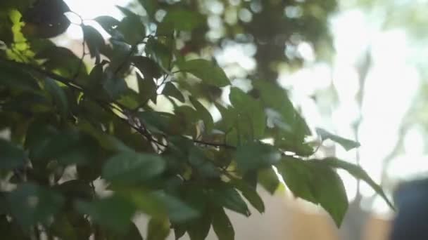 在风中摇曳的树枝上的Cu叶 — 图库视频影像