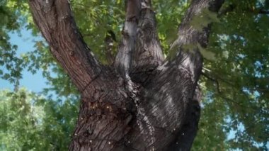 CU LA Ağaçta yaylı ışıklar