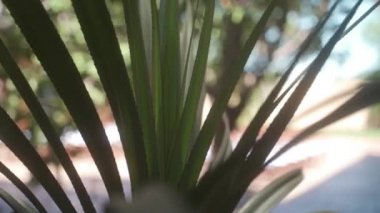 CU LA Yapraklı bitkiyi kapatın