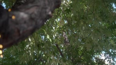 İşlemci PAN Dizgi Işıkları