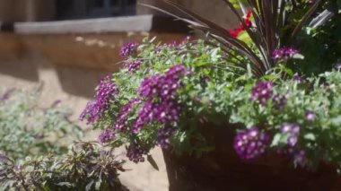 Çiçeklerin görüntülerini kapat