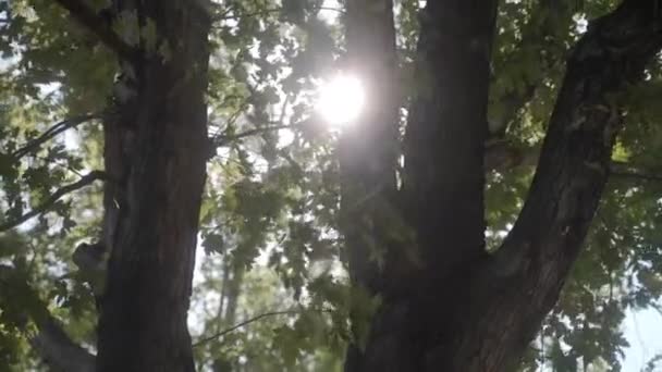 Groene Bladeren Close Beelden — Stockvideo