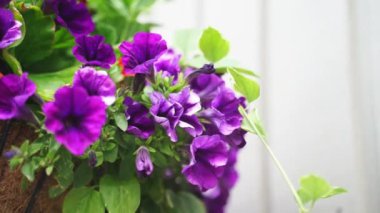 Çiçeklerin görüntülerini kapat