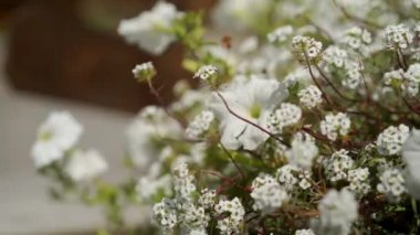 CU Rüzgarda sallanan küçük beyaz çiçekleri kapat
